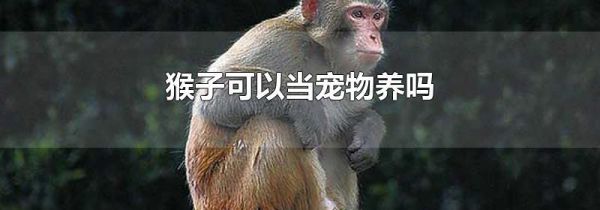 猴子可以当宠物养吗