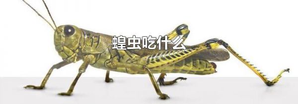 蝗虫吃什么