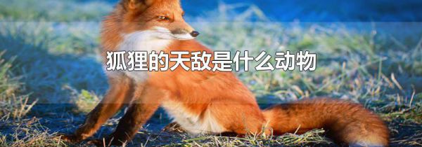 狐狸的天敌是什么动物