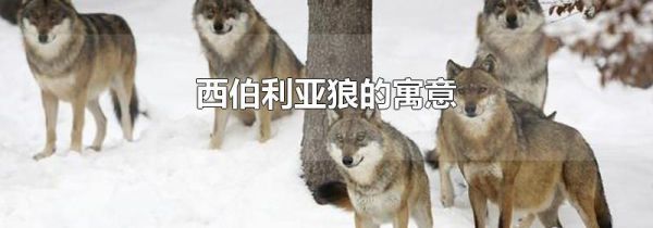 西伯利亚狼的寓意