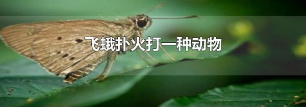 飞蛾扑火打一种动物