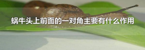 蜗牛头上前面的一对角主要有什么作用