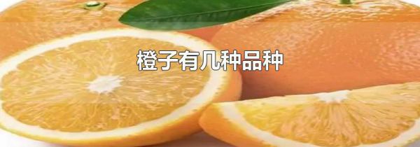 橙子有几种品种