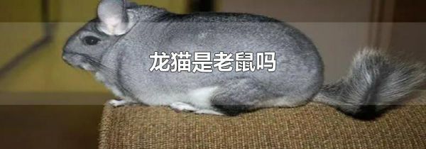 龙猫是老鼠吗