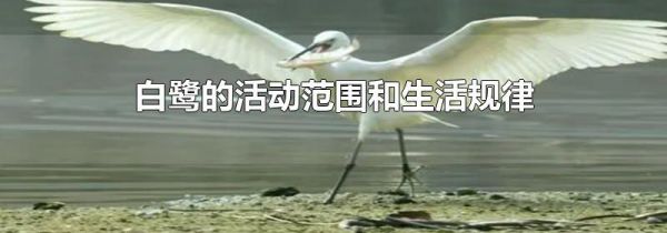 白鹭的活动范围和生活规律