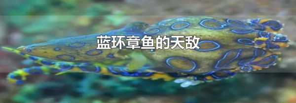 蓝环章鱼的天敌