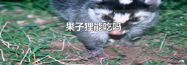 果子狸能吃吗