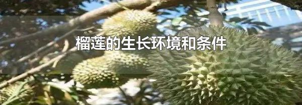 榴莲的生长环境和条件