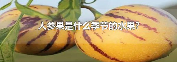 人参果是什么季节的水果?