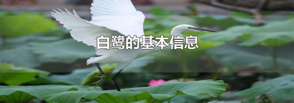 白鹭的基本信息