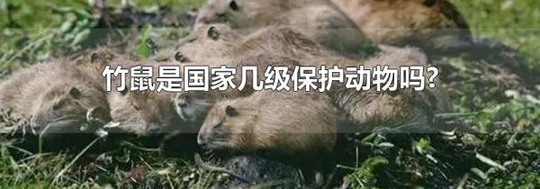 竹鼠是国家几级保护动物吗?