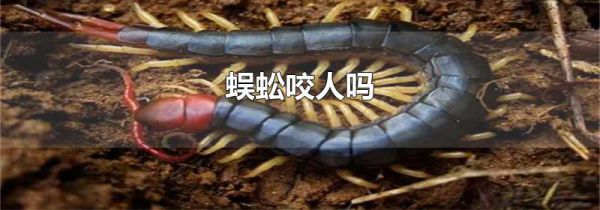 蜈蚣咬人吗