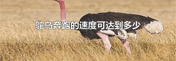 鸵鸟奔跑的速度可达到多少
