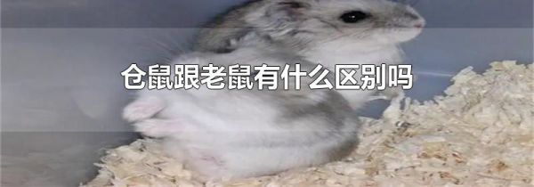 仓鼠跟老鼠有什么区别吗