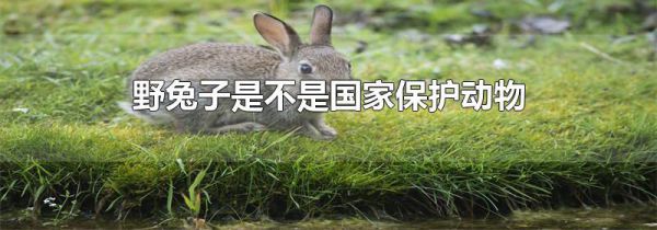 野兔子是不是国家保护动物