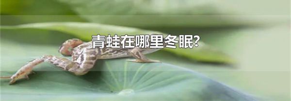 青蛙在哪里冬眠?