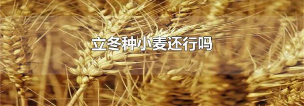 立冬种小麦还行吗