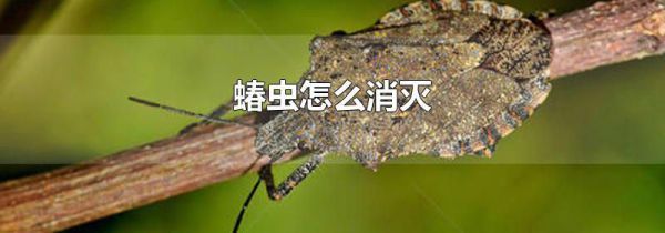 蝽虫怎么消灭