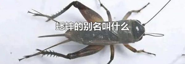 蟋蟀的别名叫什么