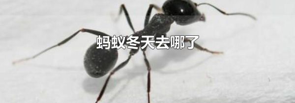 蚂蚁冬天去哪了