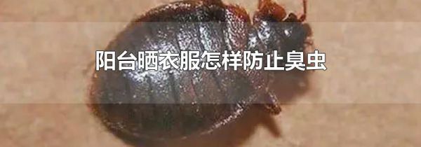 阳台晒衣服怎样防止臭虫