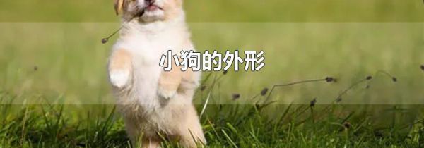 小狗的外形
