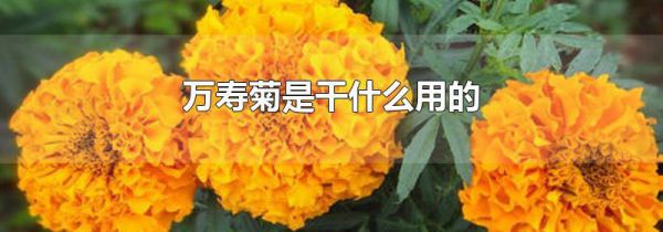 万寿菊是干什么用的