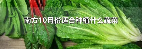 南方10月份适合种植什么蔬菜