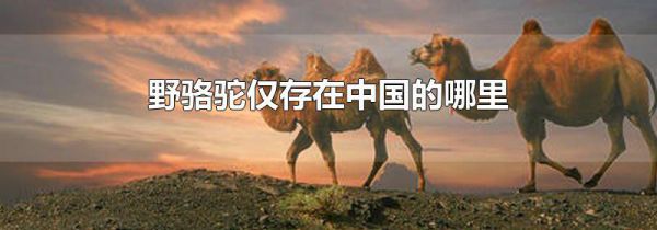 野骆驼仅存在中国的哪里