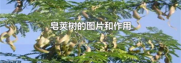 皂荚树的图片和作用