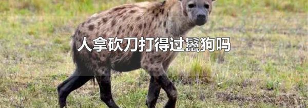 人拿砍刀打得过鬣狗吗