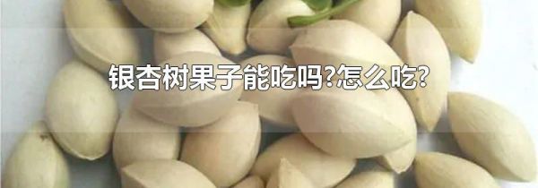 银杏树果子能吃吗?怎么吃?