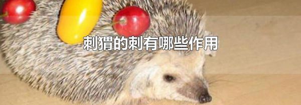 刺猬的刺有哪些作用