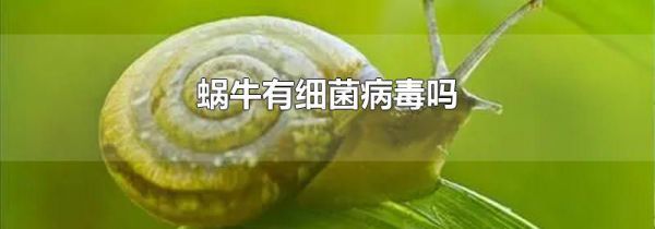 蜗牛有细菌病毒吗