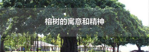 榕树的寓意和精神