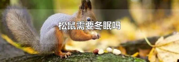 松鼠需要冬眠吗