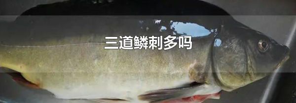 三道鳞刺多吗