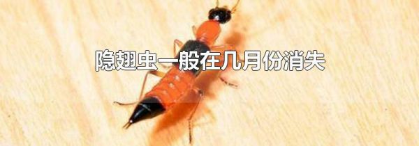 隐翅虫一般在几月份消失