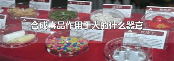 合成毒品作用于人的什么器官