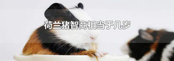 荷兰猪智商相当于几岁