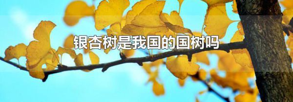 银杏树是我国的国树吗