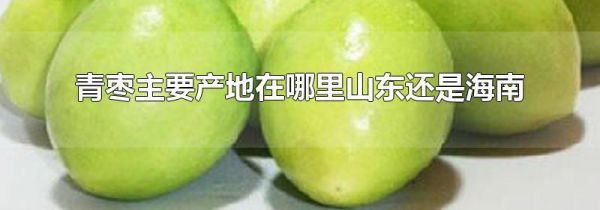 青枣主要产地在哪里山东还是海南