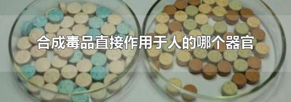 合成毒品直接作用于人的哪个器官