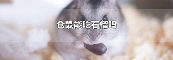 仓鼠能吃石榴吗