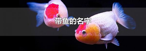 带鱼的名字