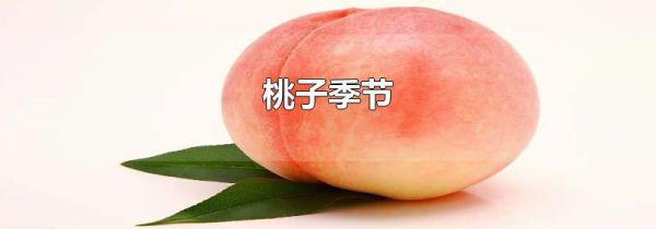桃子季节