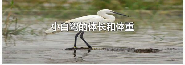 小白鹭的体长和体重