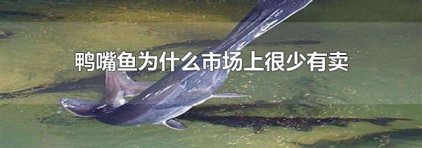 鸭嘴鱼为什么市场上很少有卖