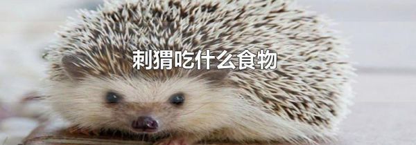 刺猬吃什么食物