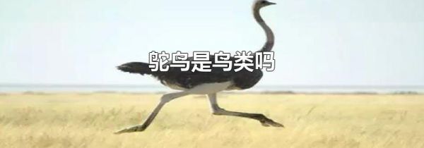 鸵鸟是鸟类吗